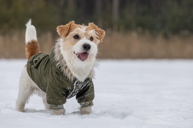 Jack Russell Terrier em uma jaqueta verde Snowing Dog na floresta no inverno Fundo para a inscrição