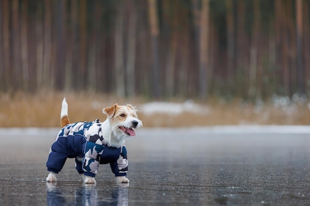 Jack Russell Terrier se encuentra en el hielo de un lago en un bosque de invierno Un perro con una chaqueta azul cálida sobre un fondo de pinos verdes El animal se refleja en el agua congelada