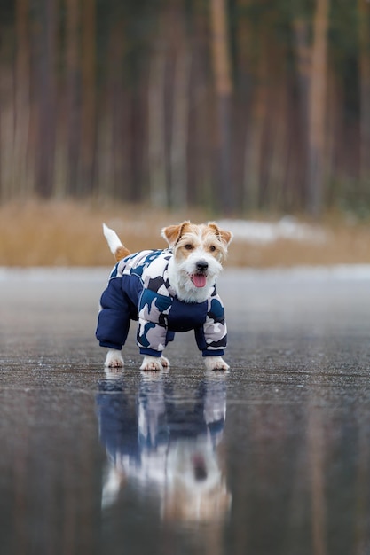 Jack Russell Terrier se encuentra en el hielo de un lago en un bosque de invierno Un perro con una chaqueta azul cálida sobre un fondo de pinos verdes El animal se refleja en el agua congelada