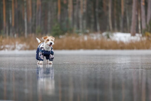 Jack Russell Terrier se encuentra en el hielo de un lago en un bosque de invierno Un perro con una chaqueta azul cálida sobre un fondo de pinos verdes El animal se refleja en el agua congelada