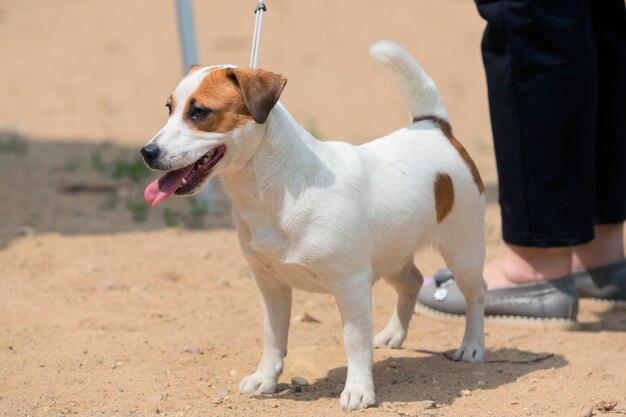 Jack Russell terrier en una exposición canina