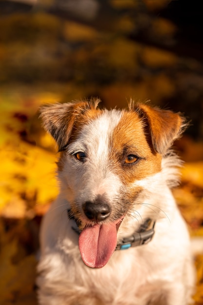 Jack russell terrier fechar retrato com folhas de outono na cabeça