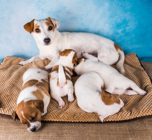 Jack russell terrier fêmea com filhotes em um cobertor, horizontal.