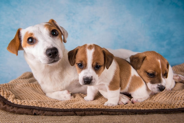 Jack russell terrier feminino com filhotes em um cobertor horizontal