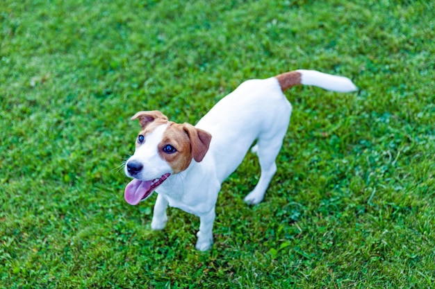 Jack Russell Terrier fica em foco suave de grama