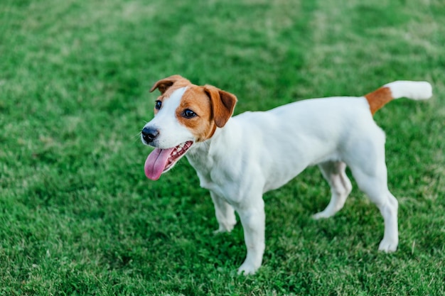 Jack Russell Terrier fica em foco suave de grama