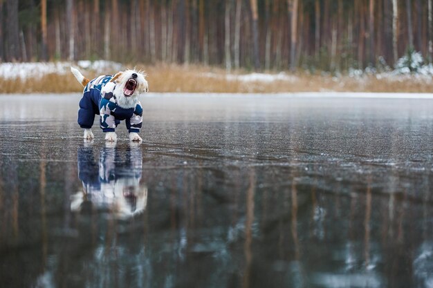 Jack Russell Terrier fica no gelo de um lago em uma floresta de inverno Um cachorro em uma jaqueta azul quente em um fundo de pinheiros verdes O animal é refletido na água congelada