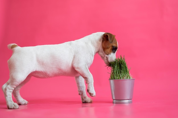 Jack Russell Terrier frisst frisches Gras aus einem Stahltopf Süßer kleiner weißer Welpe mit roten Flecken schnüffelt eine Zimmerpflanze auf rosa Hintergrund