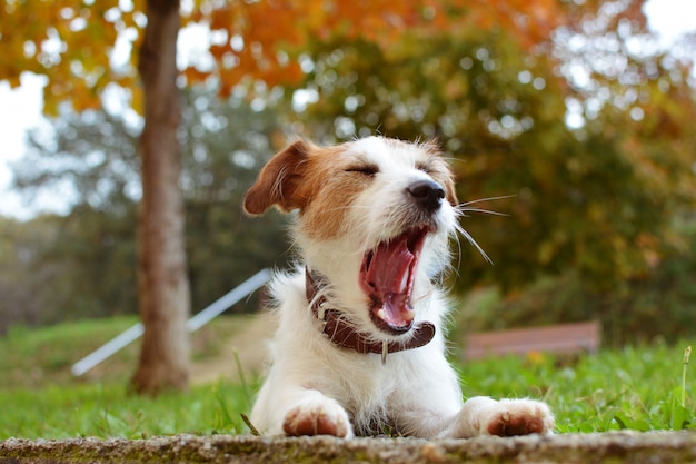 Foto jack russell terrier haciendo una cara que se encuentra con la hierba natural verde en el parque.