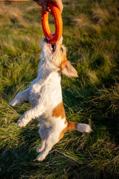 Jack Russell Terrier hält sich an einem orangefarbenen Spielzeugring fest und hängt in der Luft