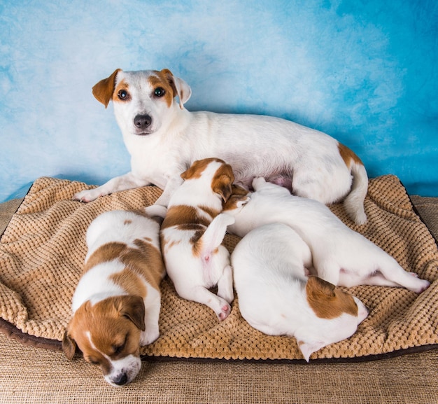 Jack russell terrier hembra con cachorros en una manta horizontal