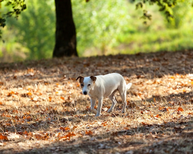 Jack Russell Terrier Herbst.