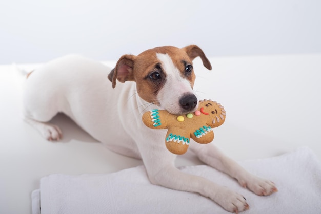 Jack Russell Terrier Hund hält ein Weihnachtsplätzchen in seinem Mund