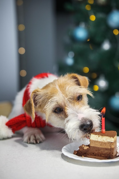 Jack Russell Terrier Hund in einem roten Schal isst ein Stück Kuchen mit einer Kerze auf dem Hintergrund eines Weihnachtsbaumes in der Küche