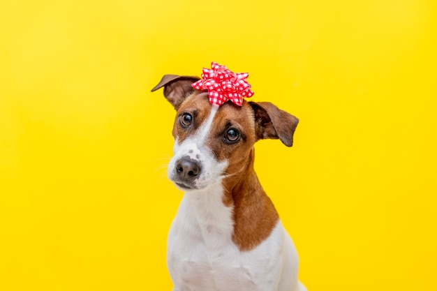 Jack Russell Terrier Hund mit Bogen auf gelber Wand.