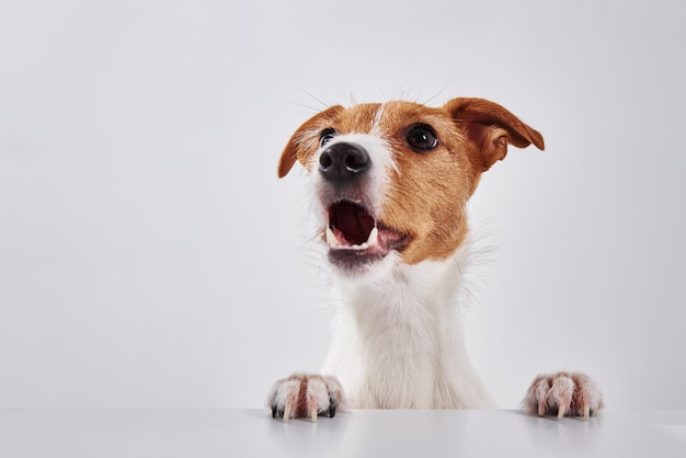 Jack Russell Terrier Hund mit Pfoten auf dem Tisch