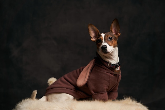 Jack Russell Terrier Hund sitzt auf weißem Fell. Porträt von Jack Russell Terrier auf dunklem Hintergrund