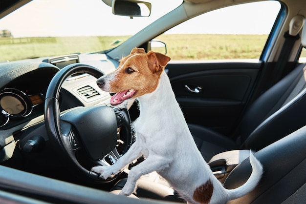 Jack Russell Terrier Hund sitzt im Auto auf Fahrersitz. Ausflug mit einem Hund