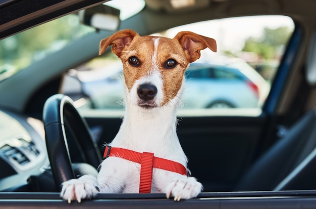 Jack Russell Terrier Hund sitzt im Auto auf Fahrersitz. Hund schaut aus dem Autofenster