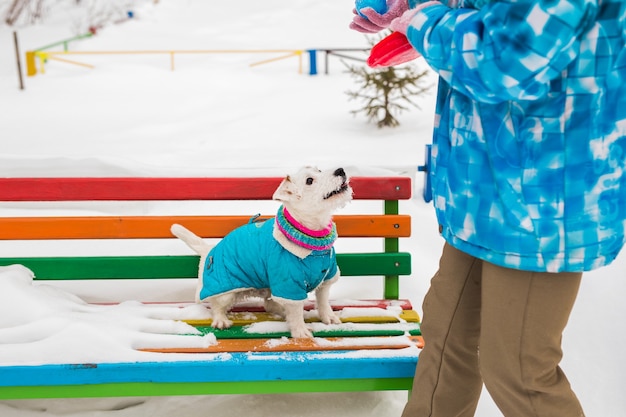 Jack Russell Terrier. Hund spielt im Winterpark. Haustierkonzept