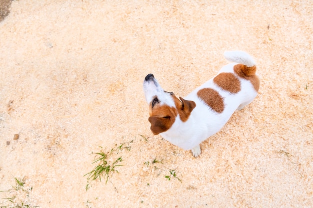 Jack Russell Terrier Hund weiß mit orangefarbenen Flecken