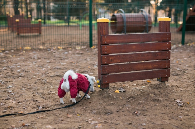 Jack russell terrier hundetraining im freien in der stadtparkzone hundewanderbereich hintergrund pet lifest