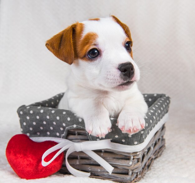 Jack Russell Terrier Hundewelpe im Korb mit rotem Herzkissen