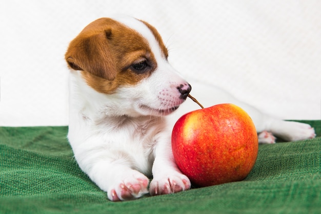 Jack Russell Terrier Hundewelpe und roter Apfel