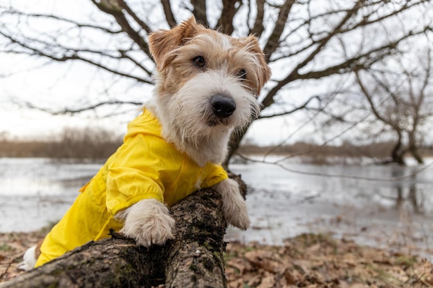 Jack Russell Terrier en un impermeable amarillo para dar un paseo El perro se para en el parque cerca del árbol contra el fondo del lago Clima sucio de primavera