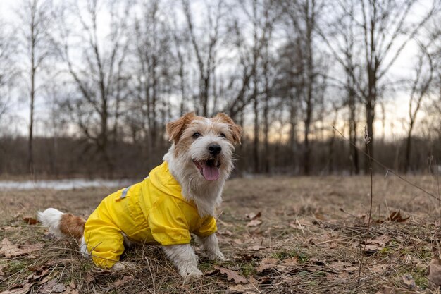 Jack Russell Terrier en un impermeable amarillo para dar un paseo El perro se para en el parque contra el telón de fondo de los árboles Clima lluvioso sucio de primavera