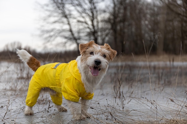 Jack Russell Terrier en un impermeable amarillo para dar un paseo El perro se para en el parque sobre el hielo contra el fondo de los árboles Clima lluvioso sucio de primavera