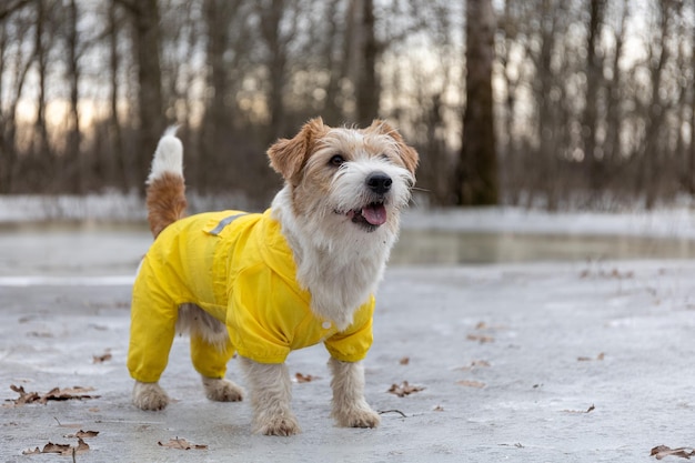 Jack Russell Terrier en un impermeable amarillo para dar un paseo El perro se para en el parque sobre el hielo contra el fondo de los árboles Clima lluvioso sucio de primavera