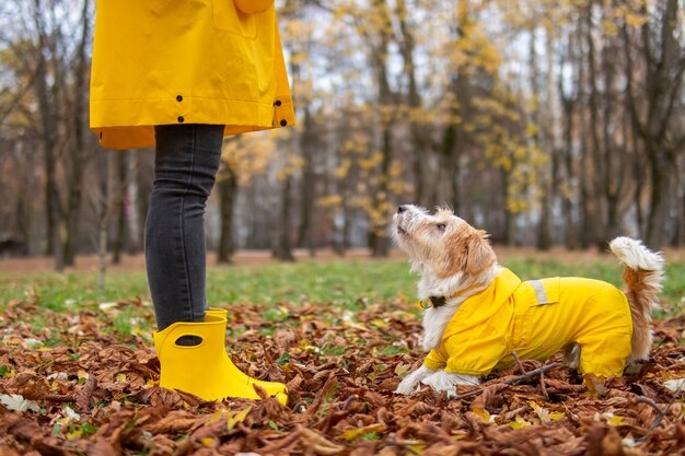 Jack russell terrier en un impermeable amarillo se encuentra frente a una niña en el parque