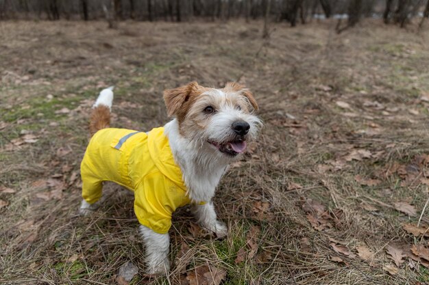 Jack Russell Terrier in einem gelben Regenmantel für einen Spaziergang Der Hund steht im Park vor dem Hintergrund der Bäume Schmutziges Regenwetter im Frühling