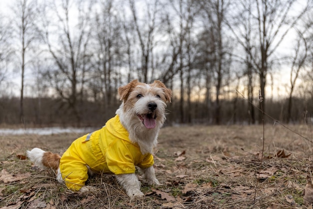 Jack Russell Terrier in einem gelben Regenmantel für einen Spaziergang Der Hund steht im Park vor dem Hintergrund der Bäume Schmutziges Regenwetter im Frühling