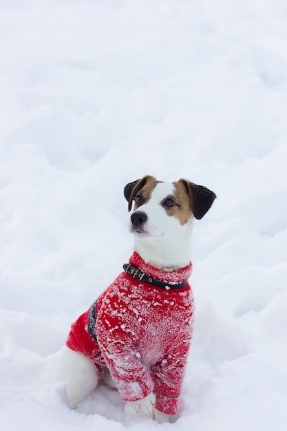 Jack Russell Terrier in einem roten Pullover sitzt im Schnee. Jack Russell Terrier posiert, Nahaufnahme. Reinrassiger Jack Russell Terrier-Hund für Weg am Wintertag. Glücklicher Hund sitzt im Park. Hund lächelnd