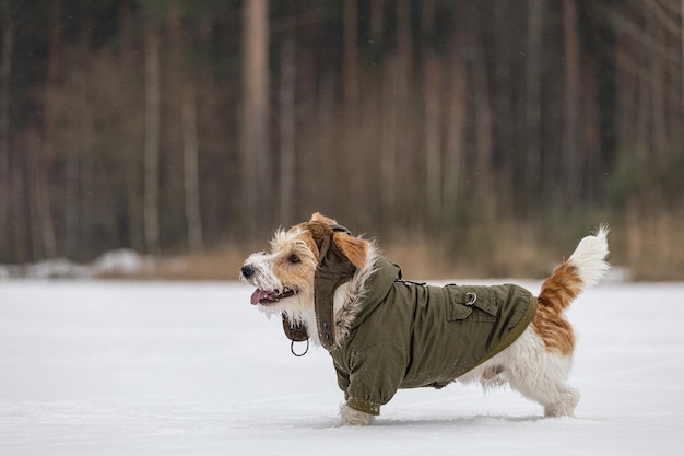 Jack Russell Terrier in grüner Jacke und Hut mit Ohrenklappen Snowing Dog im Wald im Winter Hintergrund für die Inschrift