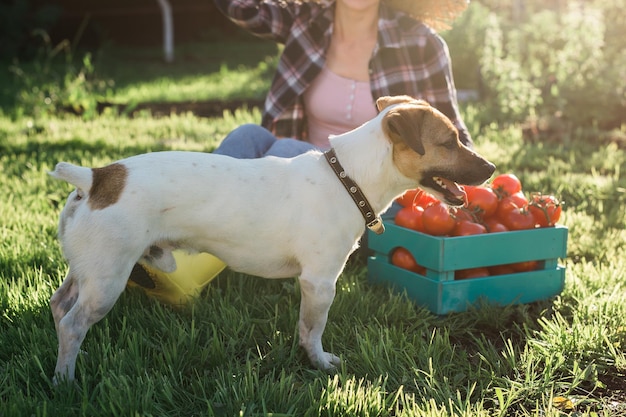 Jack Russell Terrier jugando en el concepto de mascota y perro de huerta