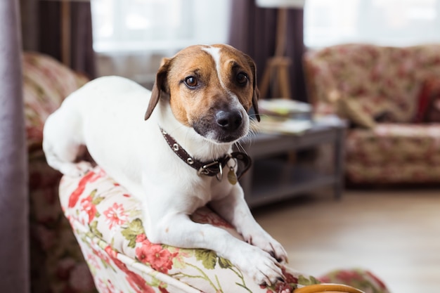 Jack Russell Terrier liegt zu Hause