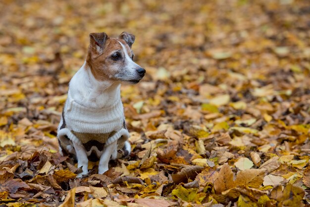 Jack Russell terrier maduro en el bosque en el día de otoño, el perro está sentado sobre el follaje de otoño amarillo.