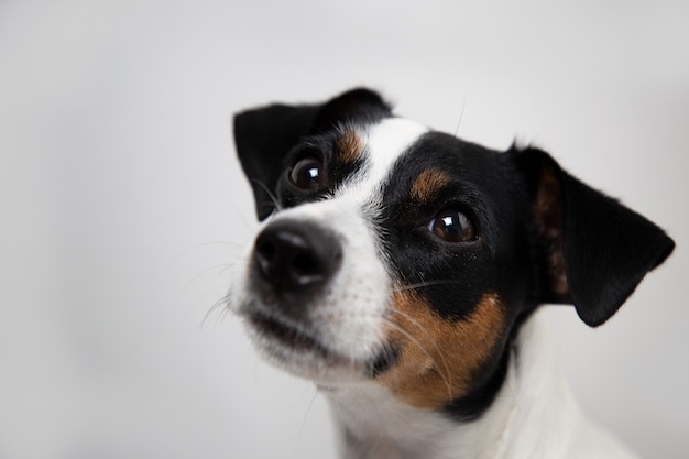 Jack russell terrier mirando a la cámara