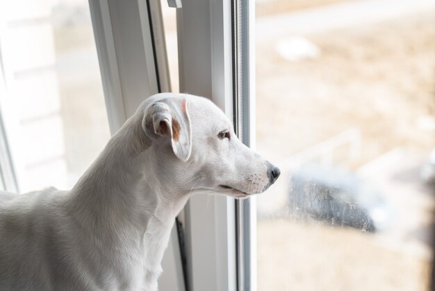 Jack Russell Terrier mirando por la ventana