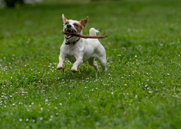 Jack-Russell-Terrier mit Stock im Mund läuft auf einem grasbewachsenen Feld