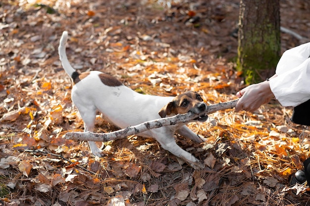 Jack Russell terrier muerde un palo mientras camina por el parque. El dueño juega con el perro.