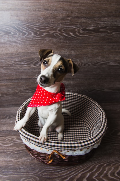 Foto jack russell terrier na cesta marrom