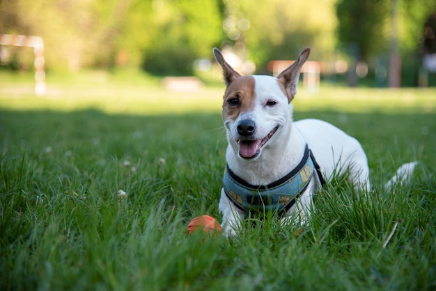 Jack Russell Terrier na grama