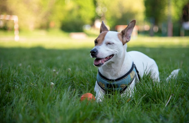 Jack Russell Terrier na grama