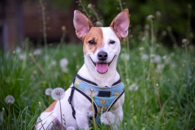 Jack Russell Terrier na grama