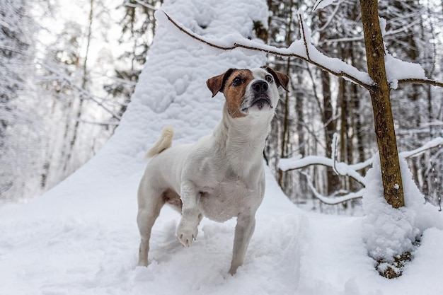 Jack Russell terrier en un parque público Un perro pura sangre Temas de animales Mascotas en invierno