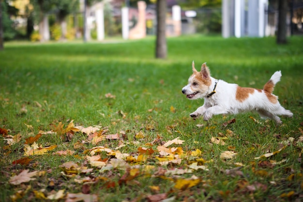 Jack Russell Terrier de pelo duro corriendo a través del follaje otoñal amarillo en el parque